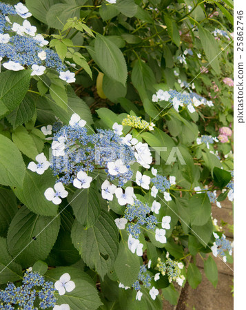Forehead Hydrangea Forehead Hydrangea 25862746