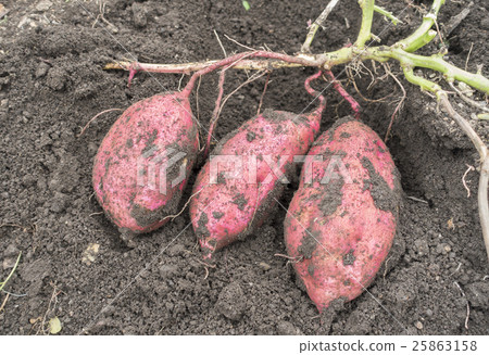 sweet potato. Potato digging. The taste of autumn. 25863158