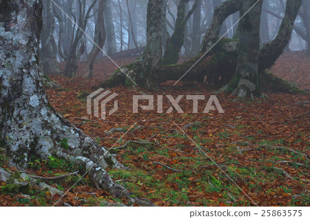 Deciduous leaves and dead trees in Otagishigahara fog Kamikitayama village Nara prefecture 25863575