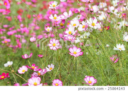 Cosmos flowers 25864143