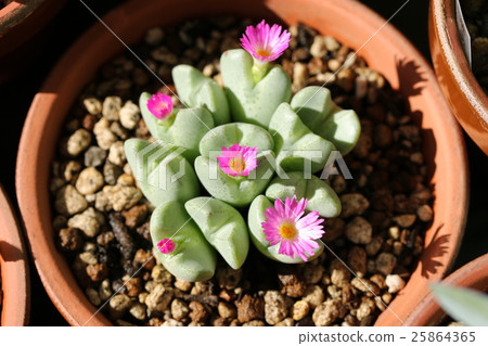 Conophysum / Opera Rose Conophysum / Opera Rose 25864365