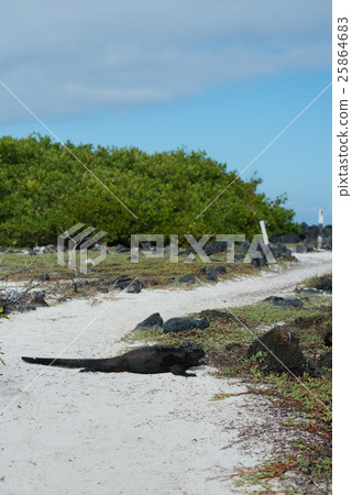 Umiguanah Umiguanah 25864683