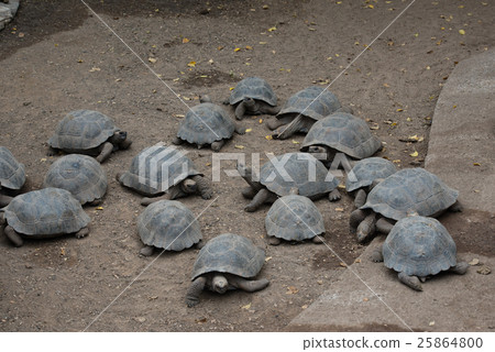 Child of the turtle 25864800
