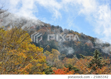 Morning mist and taste of autumn leaves 25865342