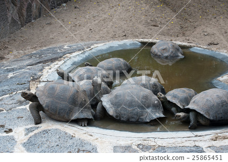Isabela's Giant Tortoise Isabela's Giant Tortoise 25865451