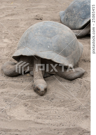伊莎貝拉的巨龜 伊莎貝拉的巨龜 25865455