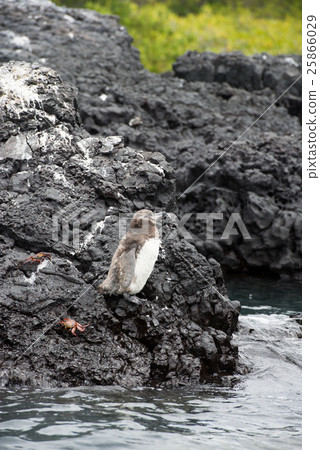 加拉帕戈斯企鵝 加拉帕戈斯企鵝 25866029
