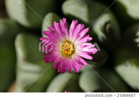 Conophysum / Opera Rose 25866607