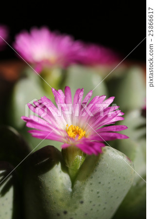 Conophysum / Opera Rose Conophysum / Opera Rose 25866617