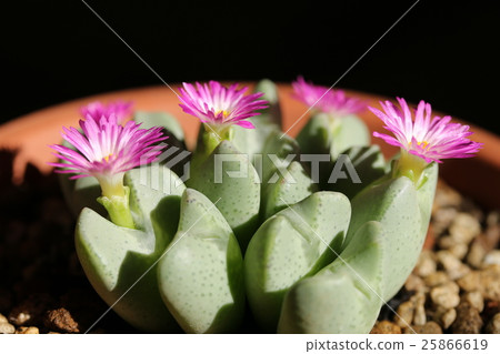 Conophysum / Opera Rose Conophysum / Opera Rose 25866619