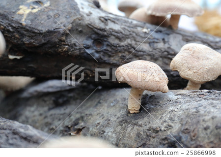 Shiitake mushroom 25866998