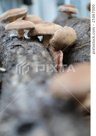 Shiitake mushroom 25867000