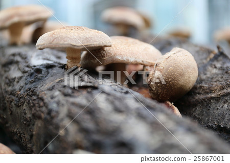 Shiitake mushroom Shiitake mushroom 25867001