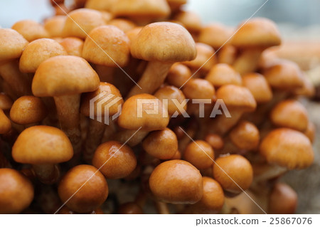 Nomeko Nomeko 25867076