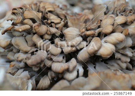 Maitake Maitake 25867149