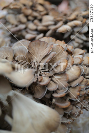 Maitake 25867150