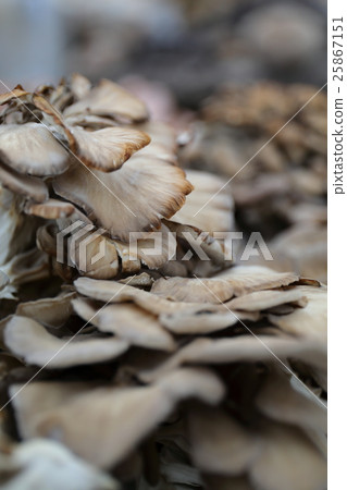 Maitake 25867151