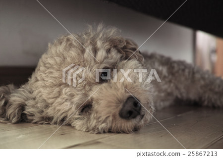 Puppy 25867213
