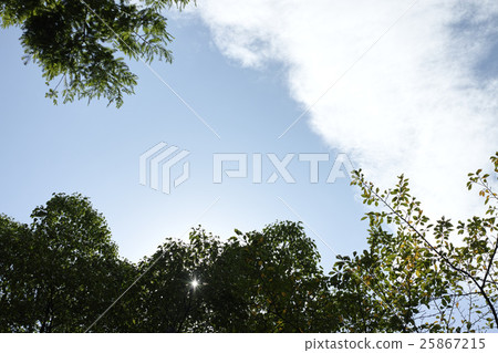 Sunbeams 25867215