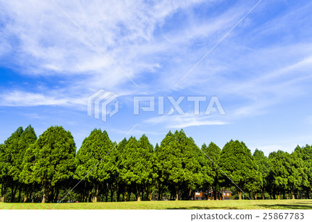 在公園裡的樹林 在公園裡的樹林 25867783