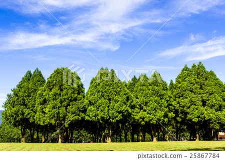 在公園裡的樹林 在公園裡的樹林 25867784