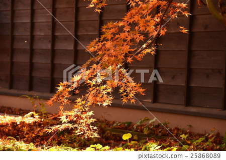 Autumn leaves maple and board fence Autumn leaves maple and board fence 25868089