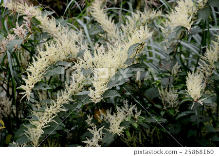 日本虎杖 25868160