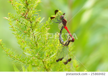Conosimetorborn (mating) Conosimetorborn (mating) 25868482