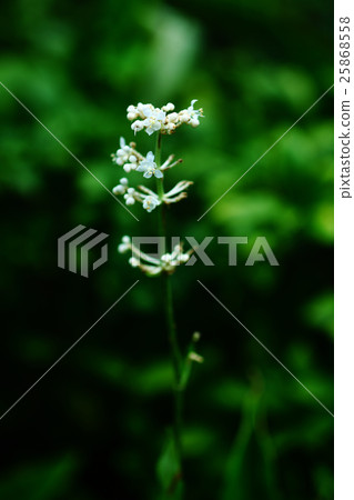 White flowers of Yabu Miuga White flowers of Yabu Miuga 25868558