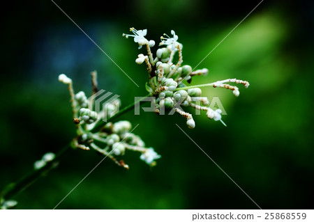 Yabu Miuga的白花 25868559