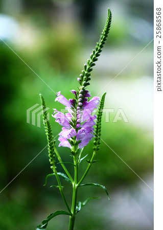 Flowering of Hana Toranoowo Flowering of Hana Toranoowo 25868568