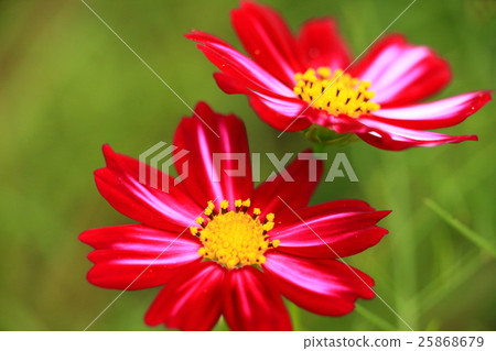 Cosmos - 2016 - 3 Cosmos - 2016 - 3 25868679