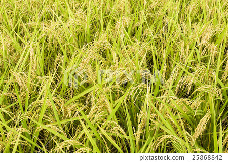 金黃色稻穗 25868842