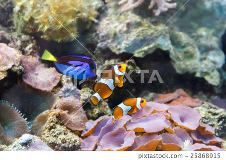 Three small aquarium fishes Three small aquarium fishes 25868915