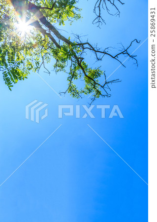 Tree branches on blue sky 25869431