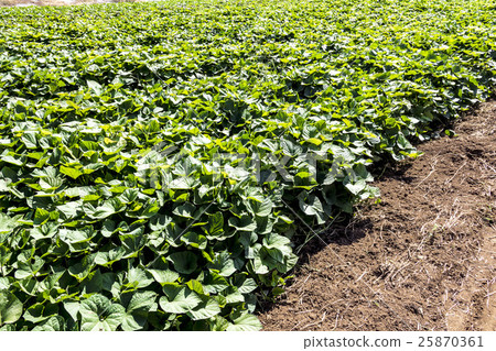 Sweet potato field Sweet potato field 25870361