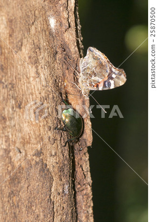 Acacathetha Acacathetha 25870500