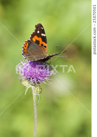 Acacathetha Acacathetha 25870501