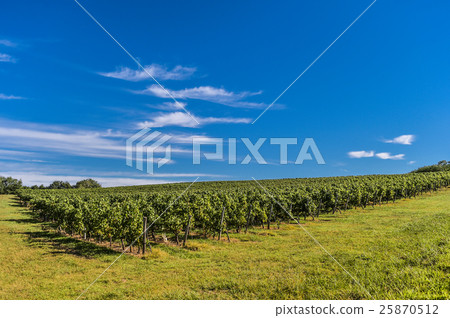 Bordeaux Vineyard, Sunrise-France, Aquitaine Bordeaux Vineyard, Sunrise-France, Aquitaine 25870512