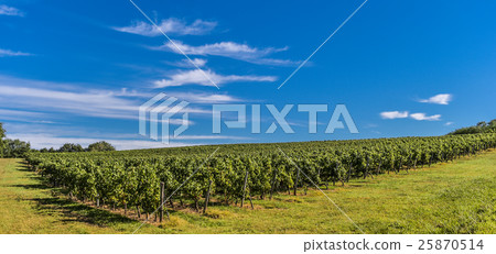 Bordeaux Vineyard, Sunrise-France, Aquitaine Bordeaux Vineyard, Sunrise-France, Aquitaine 25870514