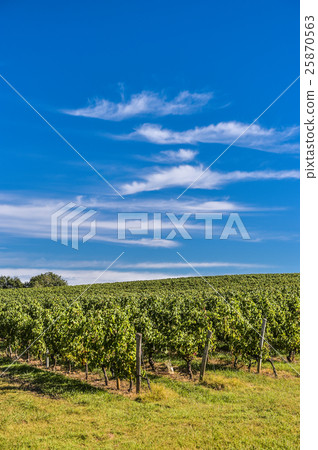 Bordeaux Vineyard, Sunrise-France, Aquitaine Bordeaux Vineyard, Sunrise-France, Aquitaine 25870563