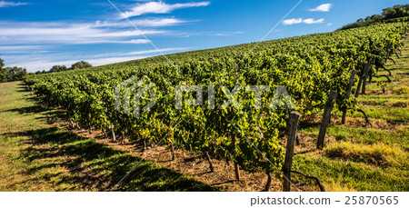 Bordeaux Vineyard, Sunrise-France, Aquitaine Bordeaux Vineyard, Sunrise-France, Aquitaine 25870565