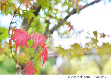 Autumn leaves 25870579