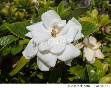 Yaketchi nashi Yaketchi nashi 25870653