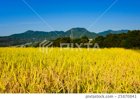 秋季水果(109) 秋季水果(109) 25870841