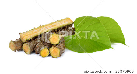Tinospora cordifolia isolated on white background 25870906