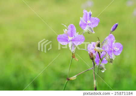 Crested Serpent sweet purple flowers 25871184