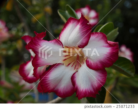 group of pink flowers (Frangipani, Plumeria) group of pink flowers (Frangipani, Plumeria) 25871233