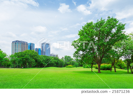 In city parks, lawns 25871236