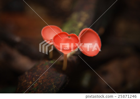 Champagne mushroom Champagne mushroom 25871246